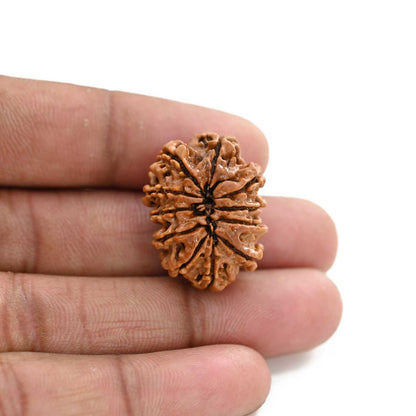 11 Mukhi Rudraksha (Nepal) 26.53 M.M.