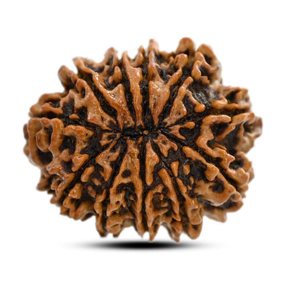 11 Mukhi Rudraksha (Nepal) 25.21 M.M.