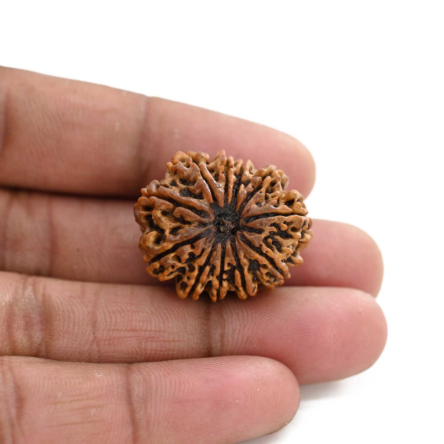 11 Mukhi Rudraksha (Nepal) 25.21 M.M.