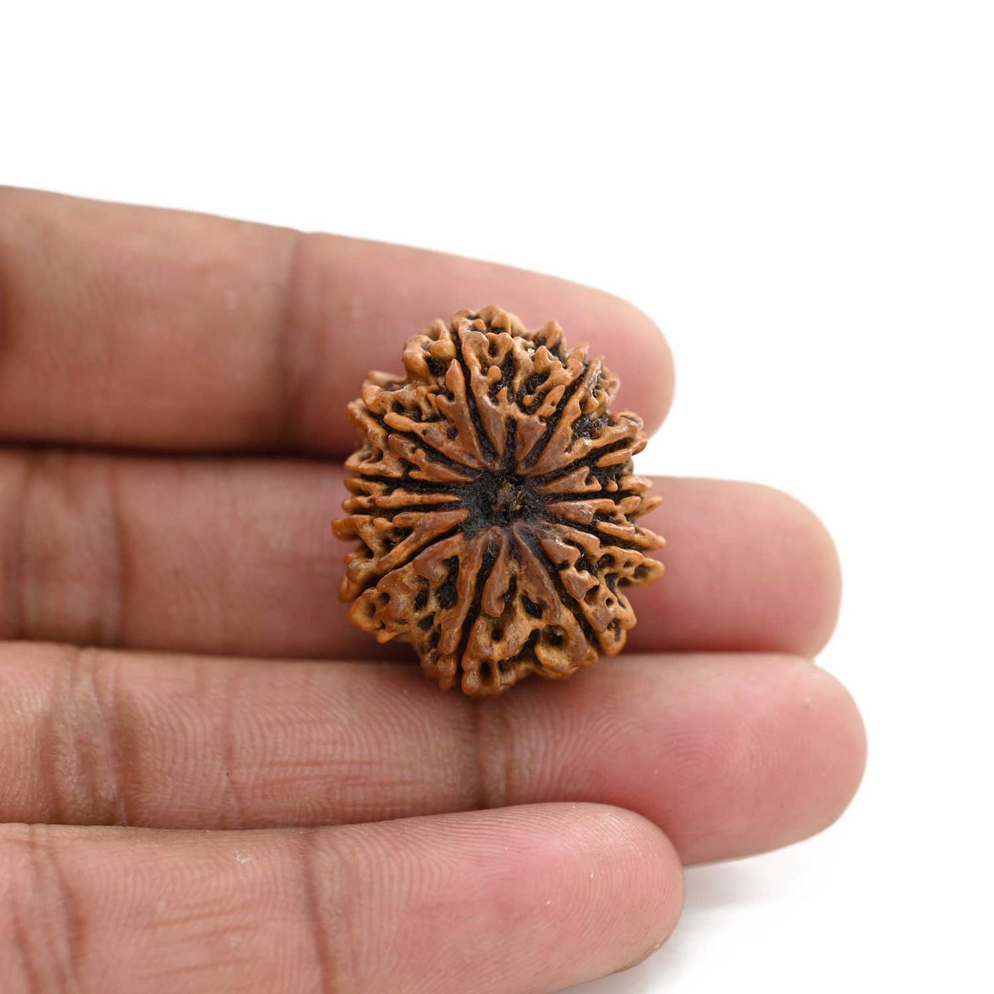 11 Mukhi Rudraksha (Nepal) 25.21 M.M.