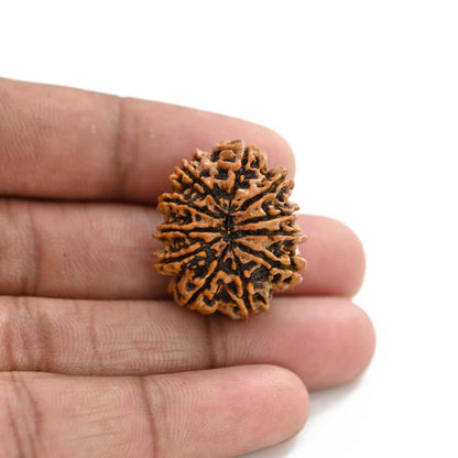 11 Mukhi Rudraksha (Nepal) 25.21 M.M.