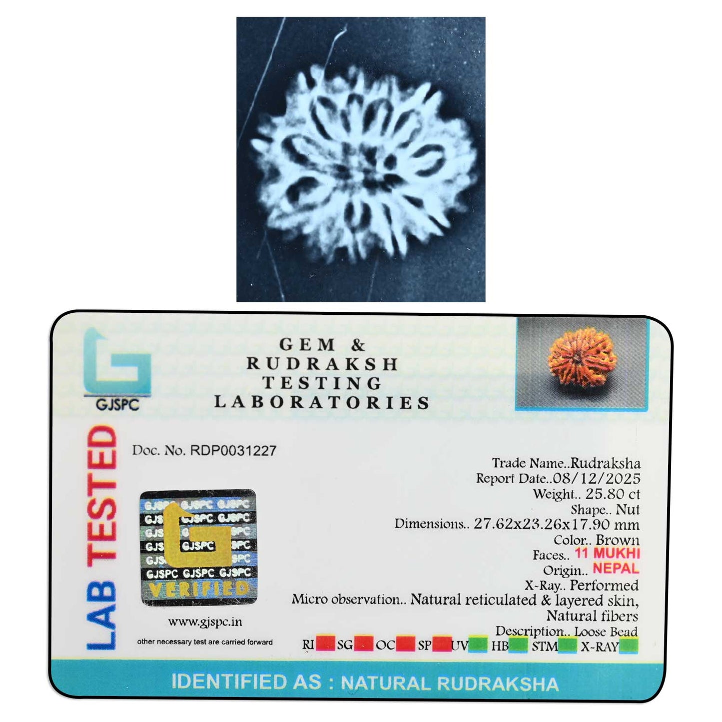 11 Mukhi Rudraksha (Nepal) 25.21 M.M.