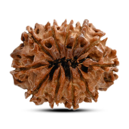 11 Mukhi Rudraksha (Nepal) 25.13 M.M.