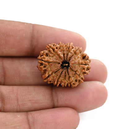 11 Mukhi Rudraksha (Nepal) 25.13 M.M.