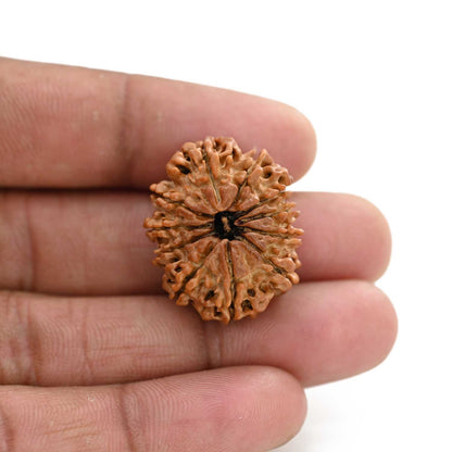 11 Mukhi Rudraksha (Nepal) 25.13 M.M.