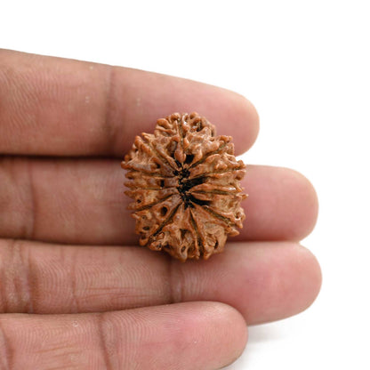 11 Mukhi Rudraksha (Nepal) 25.13 M.M.