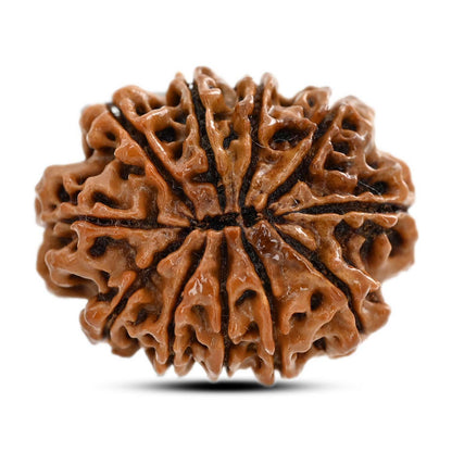 11 Mukhi Rudraksha (Nepal) 26.02 M.M.