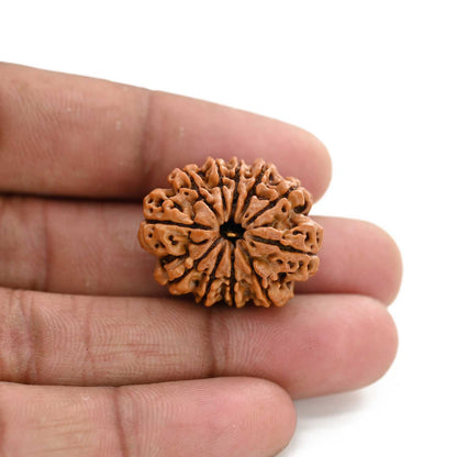 11 Mukhi Rudraksha (Nepal) 26.02 M.M.