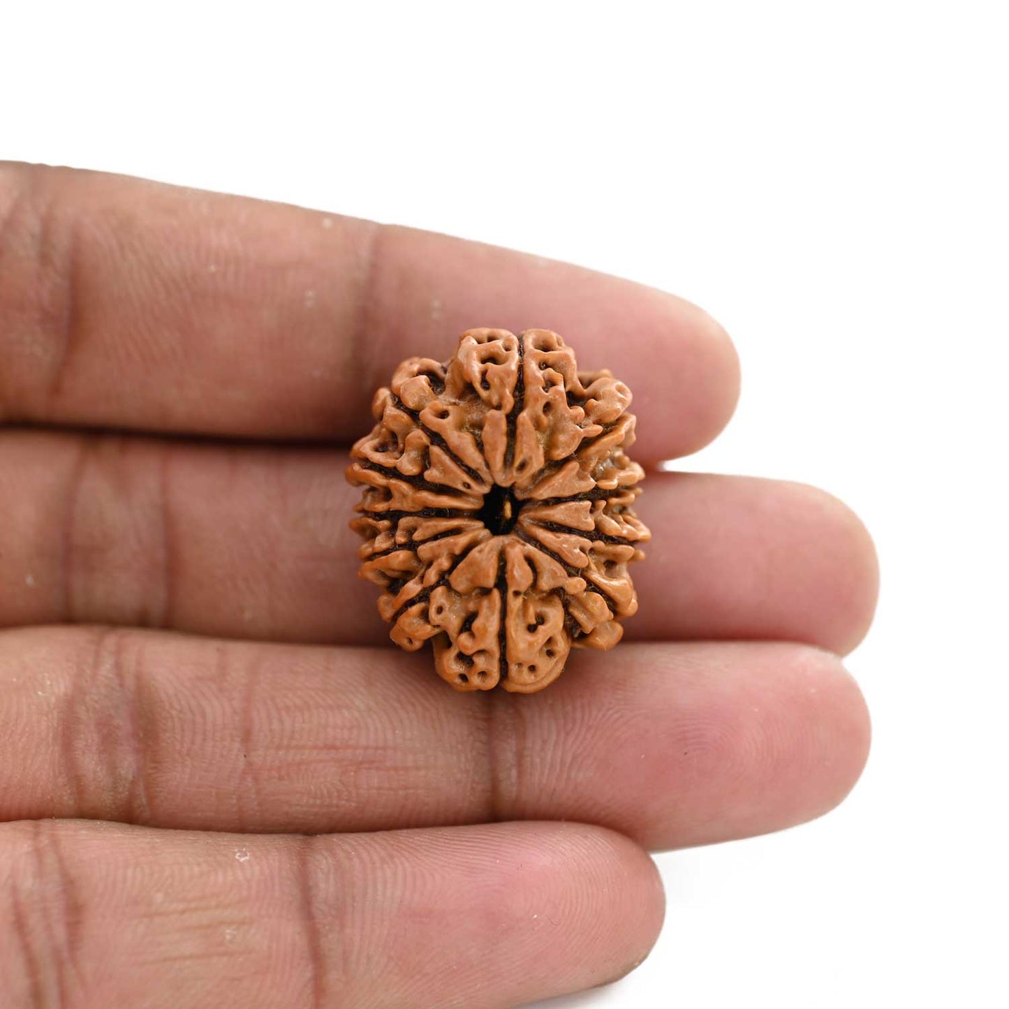 11 Mukhi Rudraksha (Nepal) 26.02 M.M.