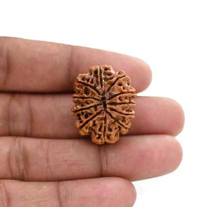 11 Mukhi Rudraksha (Nepal) 26.02 M.M.