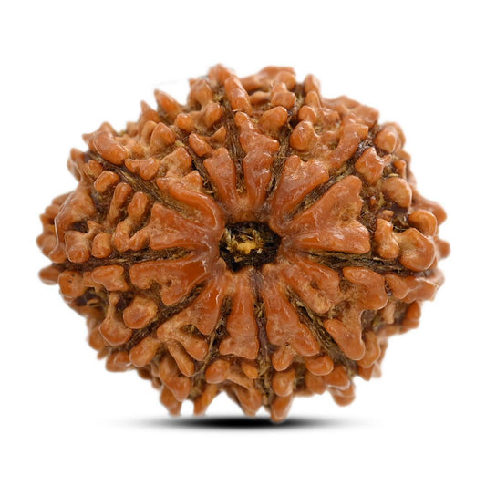11 Mukhi Rudraksha (Nepal) 26.75 M.M.
