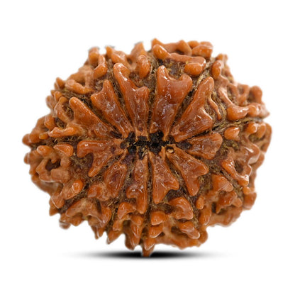 11 Mukhi Rudraksha (Nepal) 26.75 M.M.