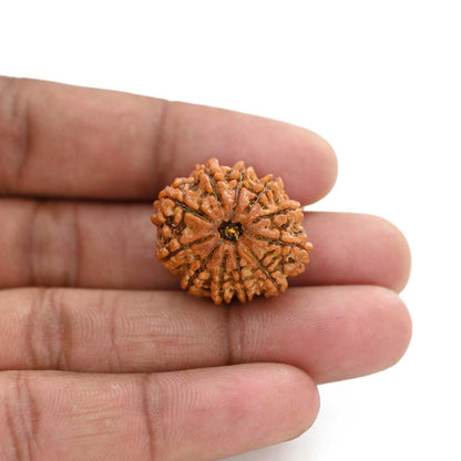 11 Mukhi Rudraksha (Nepal) 26.75 M.M.