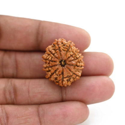 11 Mukhi Rudraksha (Nepal) 26.75 M.M.