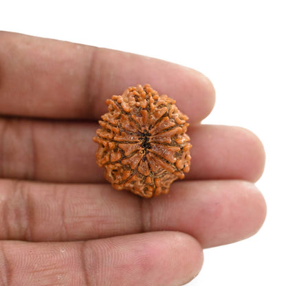 11 Mukhi Rudraksha (Nepal) 26.75 M.M.