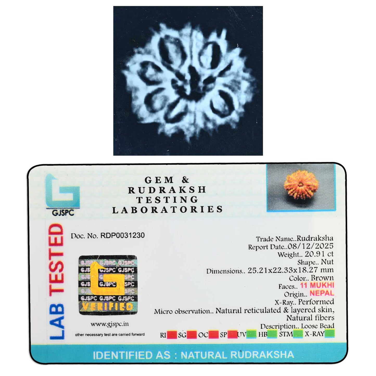 11 Mukhi Rudraksha (Nepal) 26.75 M.M.