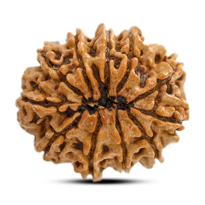 11 Mukhi Rudraksha (Nepal) 26.8 M.M.