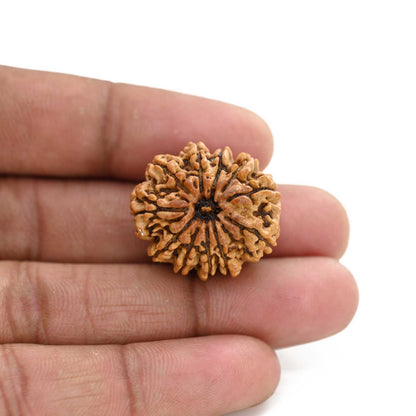 11 Mukhi Rudraksha (Nepal) 26.8 M.M.