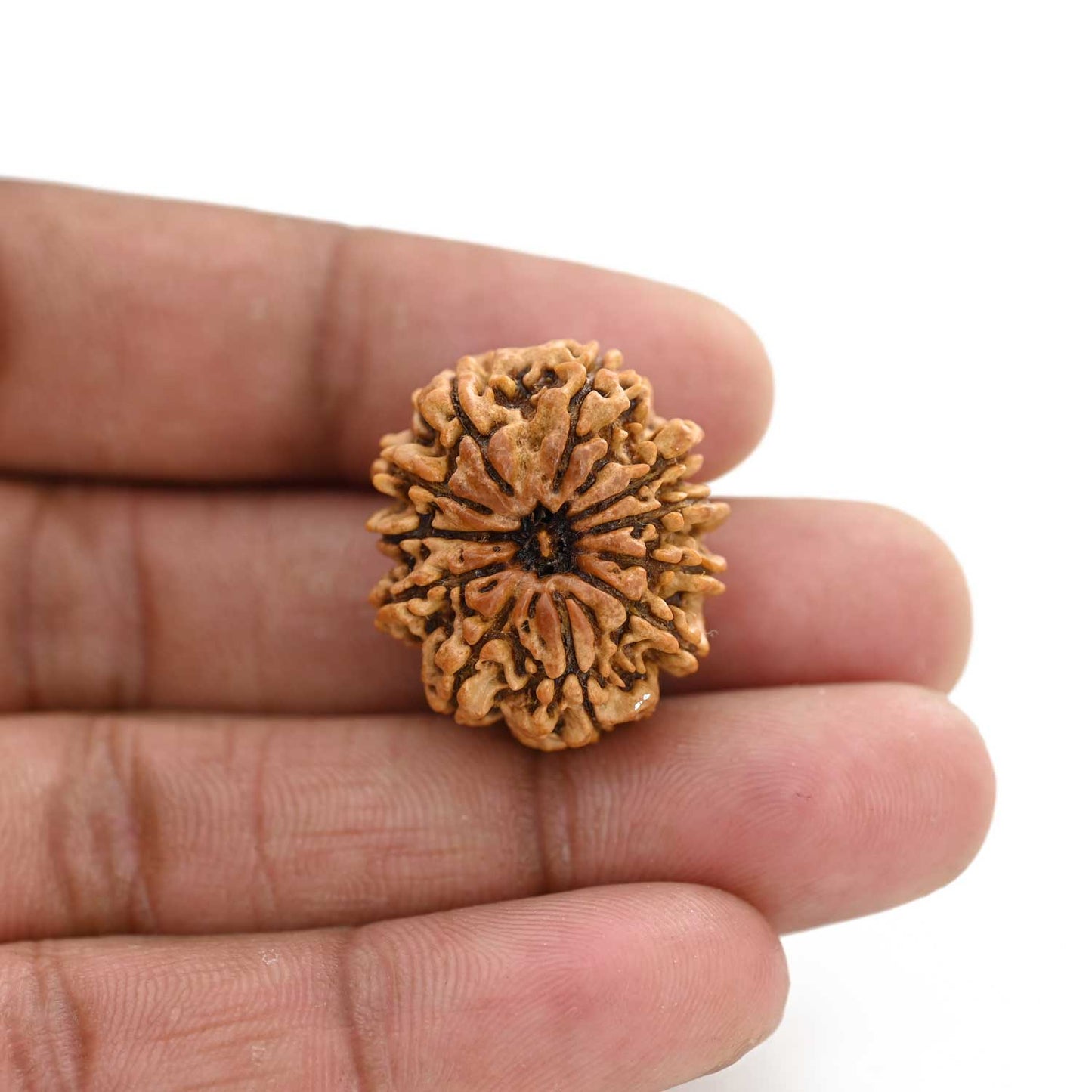 11 Mukhi Rudraksha (Nepal) 26.8 M.M.
