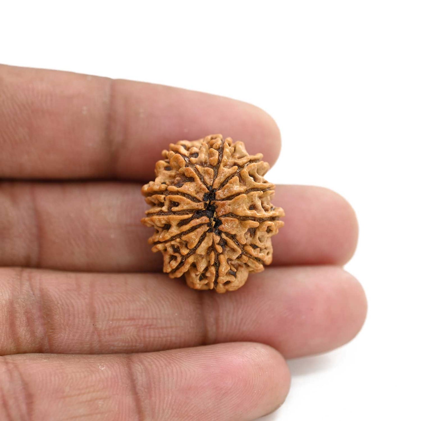11 Mukhi Rudraksha (Nepal) 26.8 M.M.