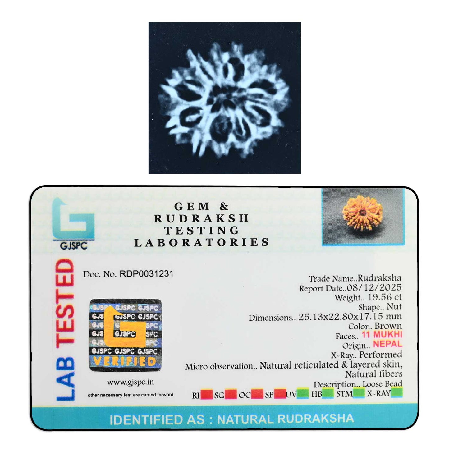 11 Mukhi Rudraksha (Nepal) 26.8 M.M.
