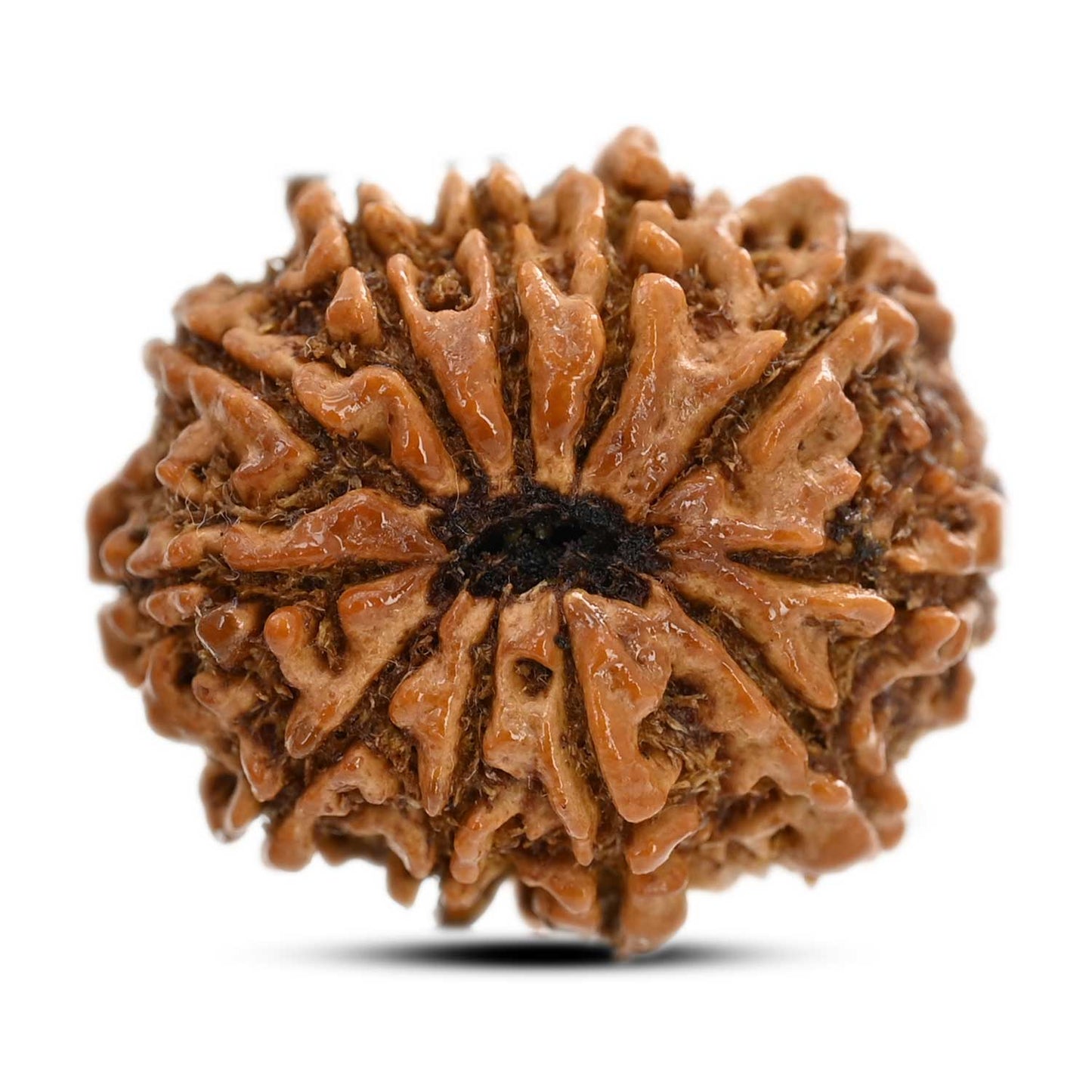 11 Mukhi Rudraksha (Nepal) 26.1 M.M.