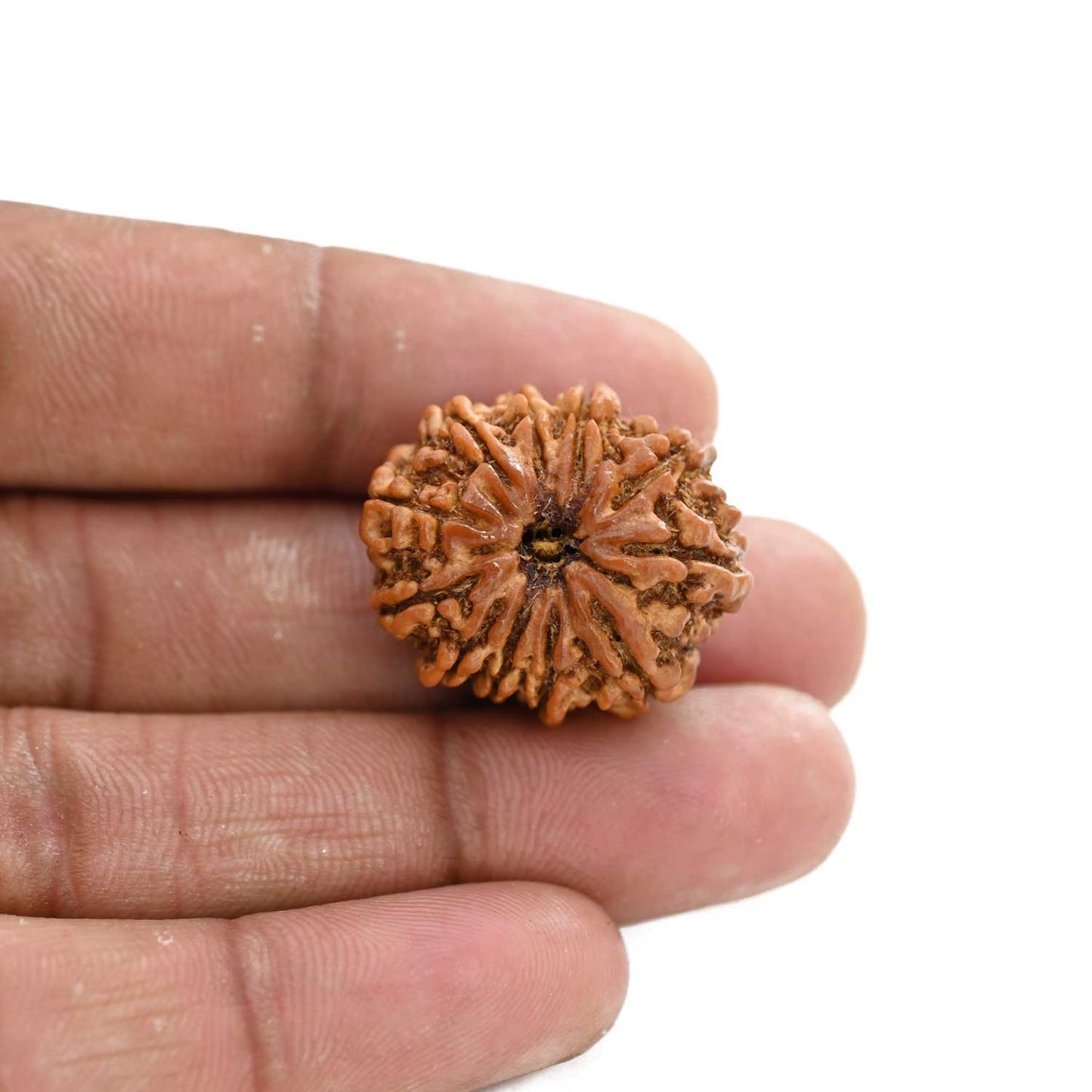 11 Mukhi Rudraksha (Nepal) 26.1 M.M.