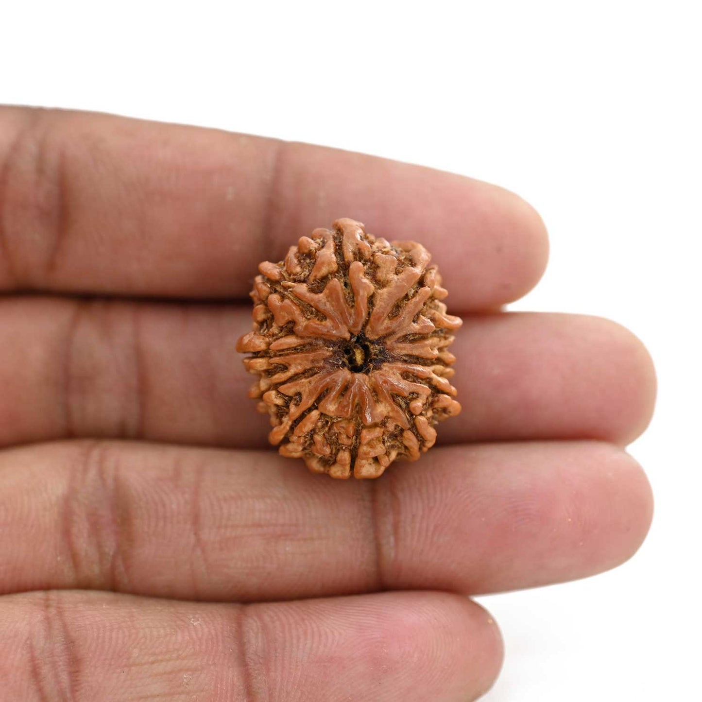 11 Mukhi Rudraksha (Nepal) 26.1 M.M.