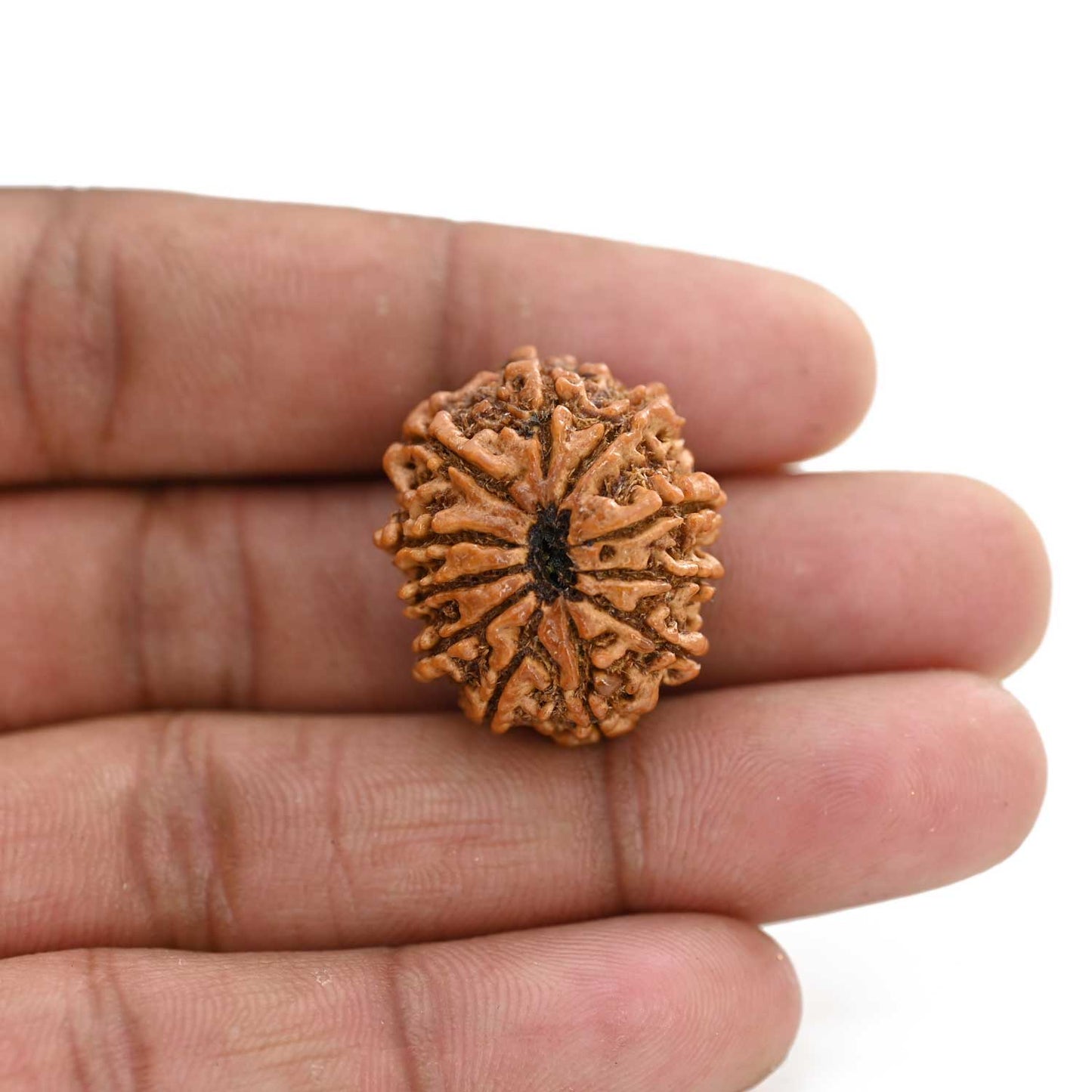 11 Mukhi Rudraksha (Nepal) 26.1 M.M.