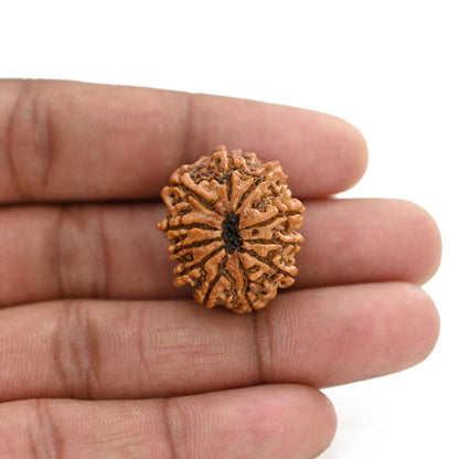 11 Mukhi Rudraksha (Nepal) 26.1 M.M.