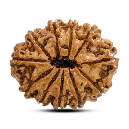 11 Mukhi Rudraksha (Nepal) 26.2 M.M.