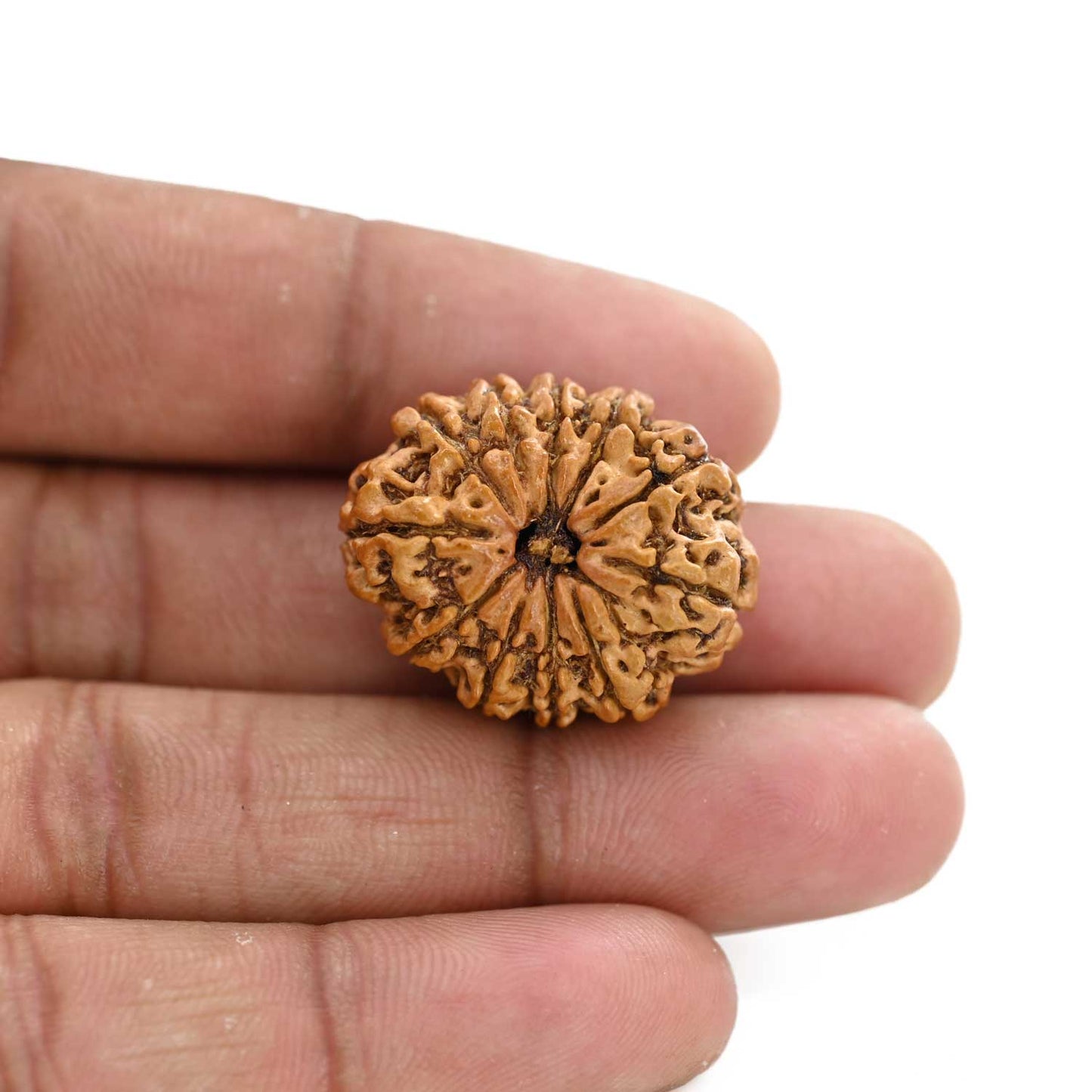 11 Mukhi Rudraksha (Nepal) 26.2 M.M.