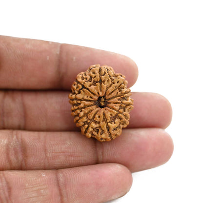 11 Mukhi Rudraksha (Nepal) 26.2 M.M.