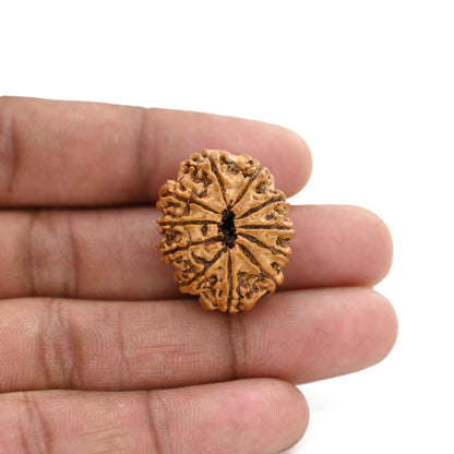 11 Mukhi Rudraksha (Nepal) 26.2 M.M.