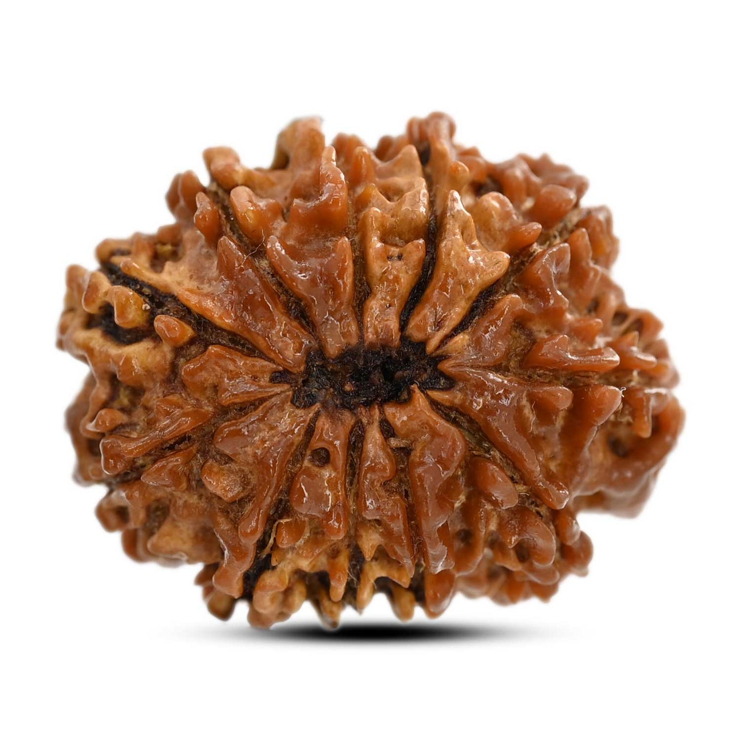 11 Mukhi Rudraksha (Nepal) 26.1 M.M.