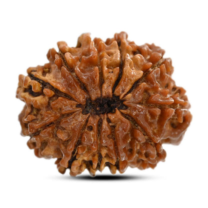 11 Mukhi Rudraksha (Nepal) 26.1 M.M.