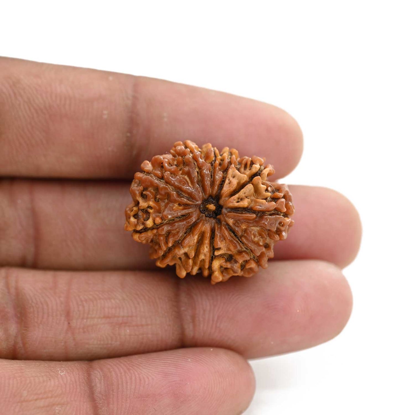 11 Mukhi Rudraksha (Nepal) 26.1 M.M.