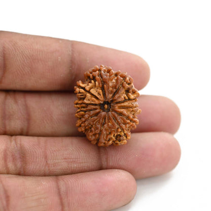 11 Mukhi Rudraksha (Nepal) 26.1 M.M.