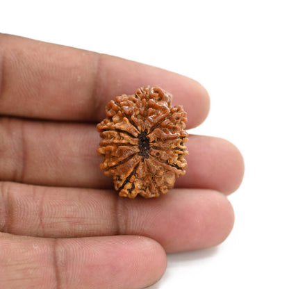 11 Mukhi Rudraksha (Nepal) 26.1 M.M.