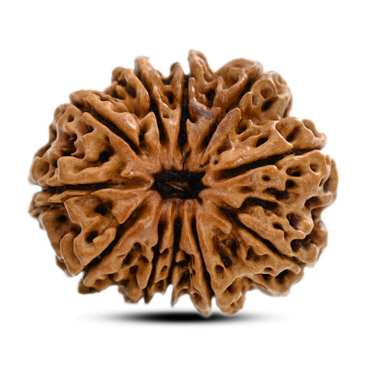 11 Mukhi Rudraksha (Nepal) 27.96 M.M.
