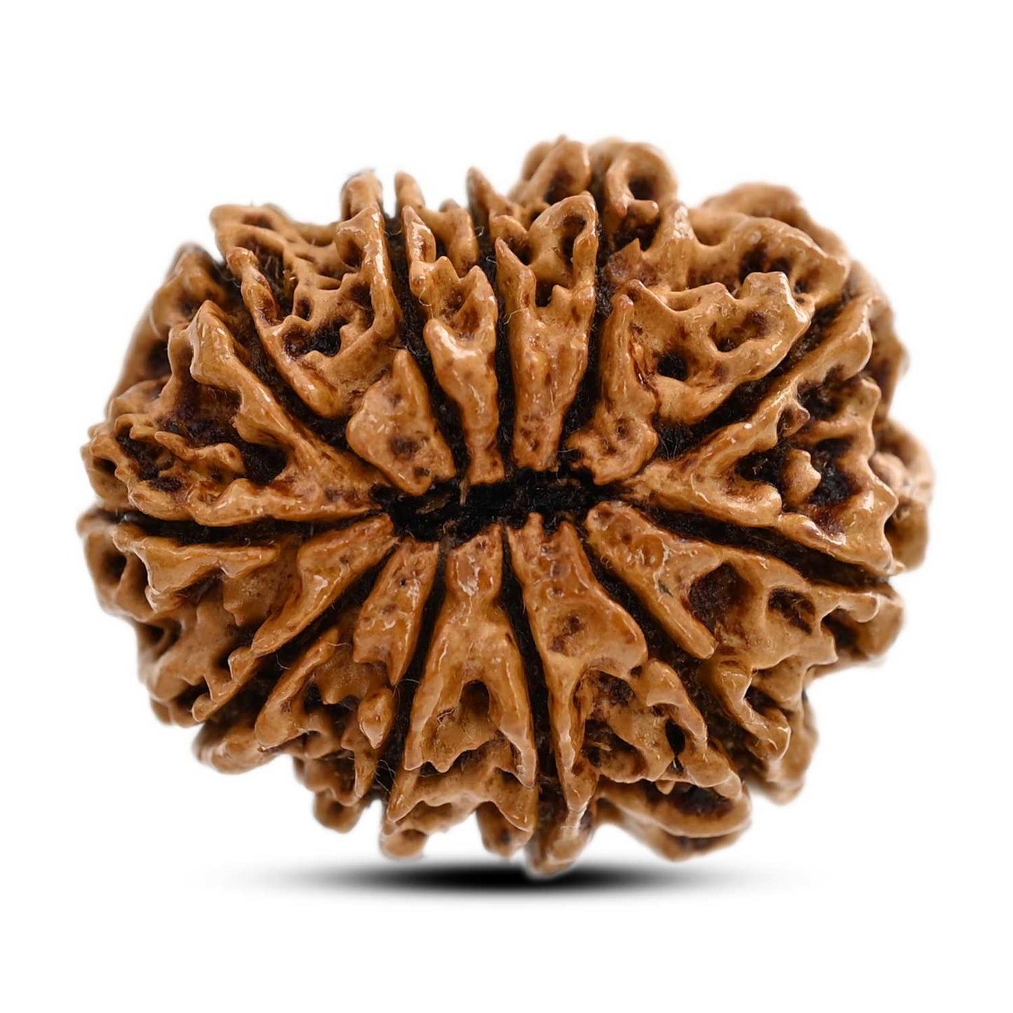11 Mukhi Rudraksha (Nepal) 27.96 M.M.