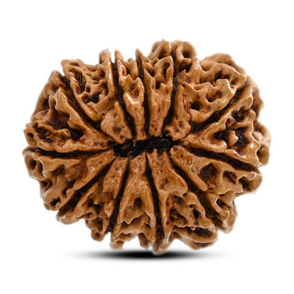 11 Mukhi Rudraksha (Nepal) 27.96 M.M.