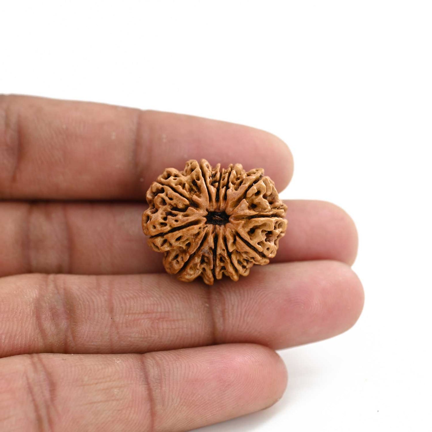 11 Mukhi Rudraksha (Nepal) 27.96 M.M.
