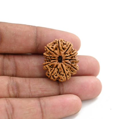 11 Mukhi Rudraksha (Nepal) 27.96 M.M.
