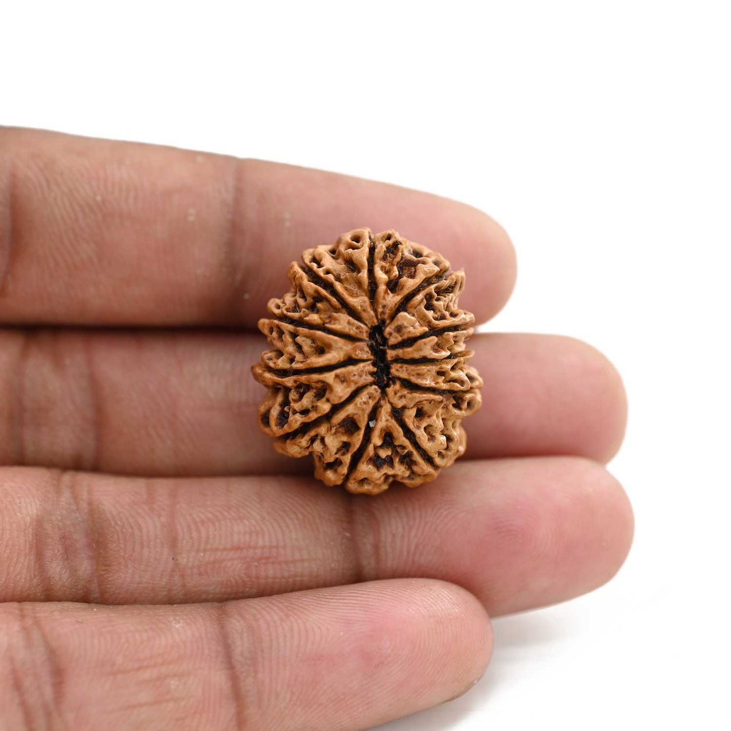 11 Mukhi Rudraksha (Nepal) 27.96 M.M.