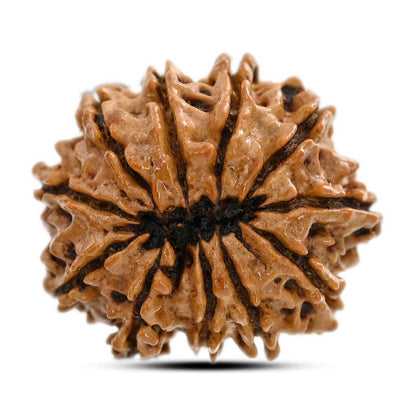 11 Mukhi Rudraksha (Nepal) 25.6 M.M.