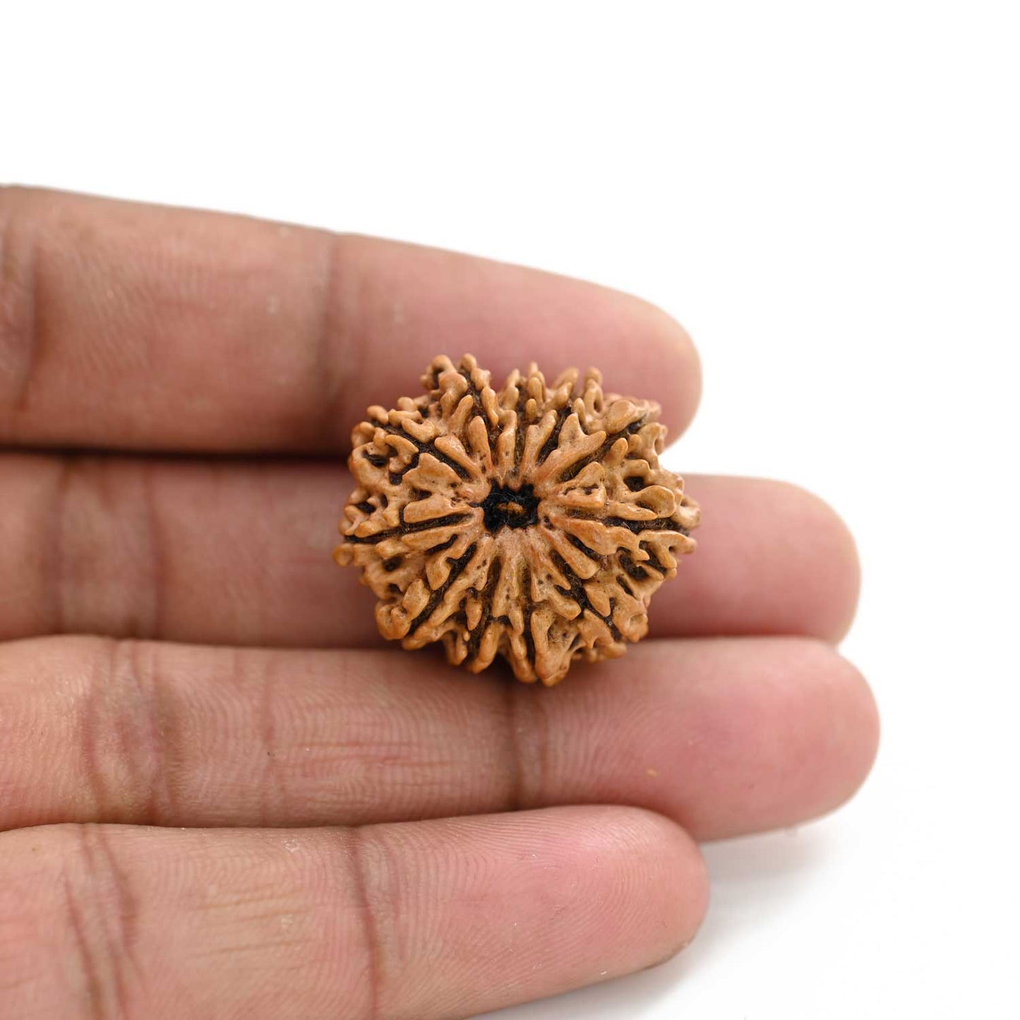 11 Mukhi Rudraksha (Nepal) 25.6 M.M.