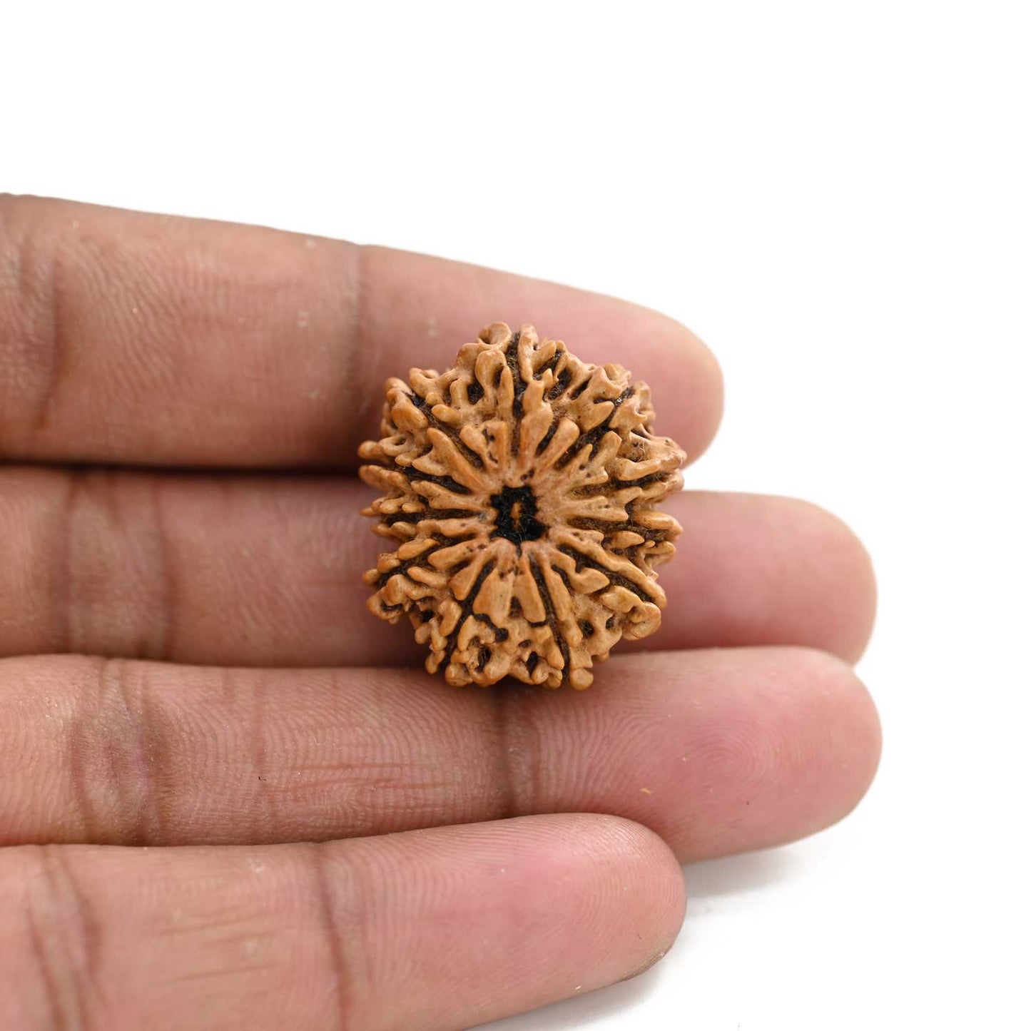 11 Mukhi Rudraksha (Nepal) 25.6 M.M.