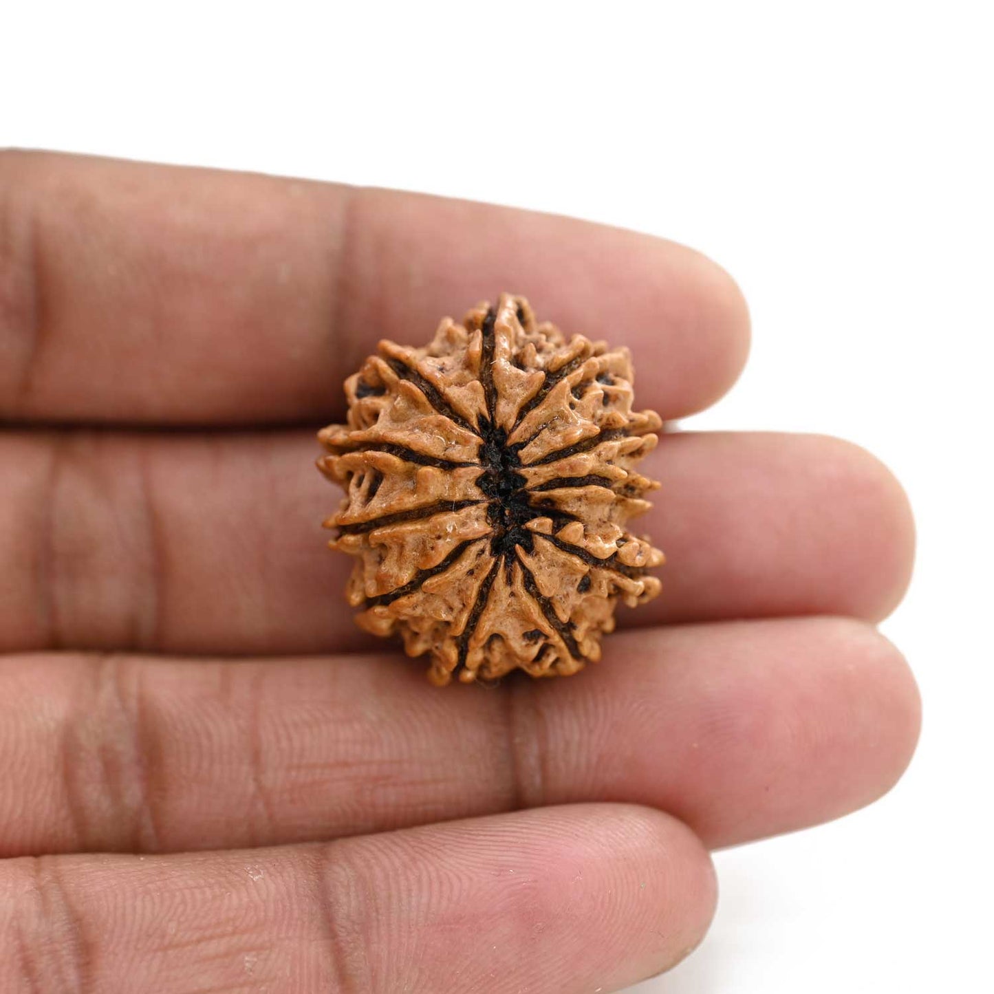 11 Mukhi Rudraksha (Nepal) 25.6 M.M.