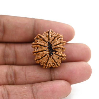 11 Mukhi Rudraksha (Nepal) 25.6 M.M.